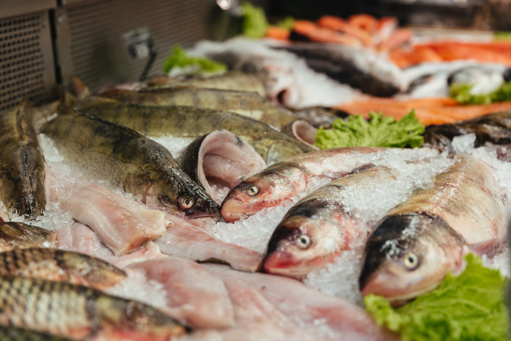 Fisch Sorten bei Aykiz GmbH